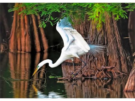 Great Egret - 3D Lenticular Postcard Greeting Card - NEW Cheap