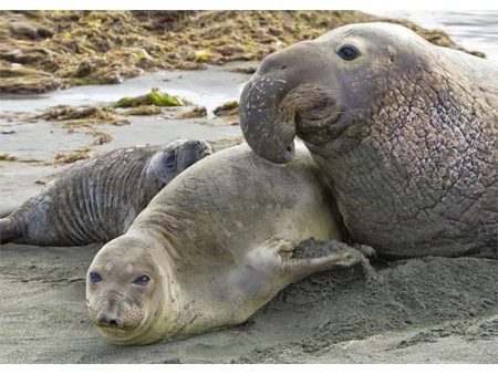 Elephant Seal - 3D Lenticular Postcard Greeting Card - NEW For Discount