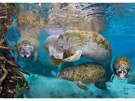 Manatees feeding - 3D Lenticular Postcard Greeting Card - NEW Online Sale