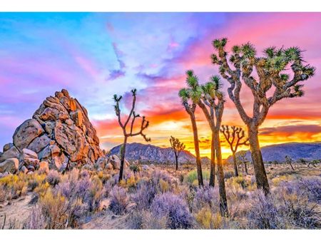 Joshua Tree Sunset 2 - 3D Lenticular Postcard Greeting Card - NEW Hot on Sale