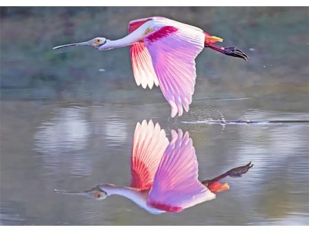 Roseate Spoonbill - 3D Lenticular Postcard Greeting Card - NEW Discount