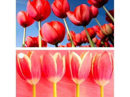 2 Tulips Flowers - 3D Lenticular Gift Tags Cards - NEW Sale