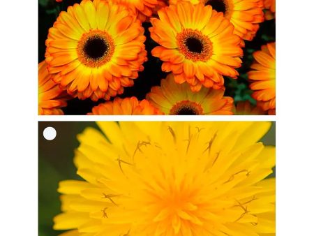 2 Beautiful Flowers - Gerbera & Hawkweed - 3D Lenticular Gift Tags Cards - NEW on Sale