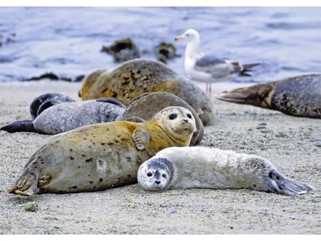 Harbor Seal 2 - 3D Lenticular Postcard Greeting Card - NEW on Sale