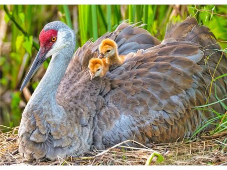 Sandhill Crane 2 - 3D Lenticular Postcard Greeting Card - NEW Online Hot Sale