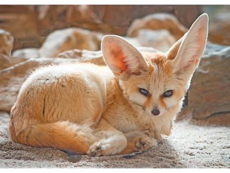 Fennec Fox - 3D Lenticular Postcard Greeting Card - NEW For Cheap