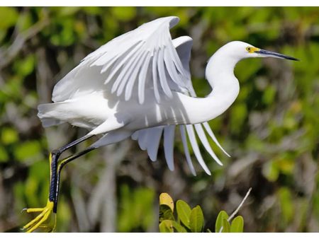 Snowy Egret - 3D Lenticular Postcard Greeting Card - NEW Hot on Sale