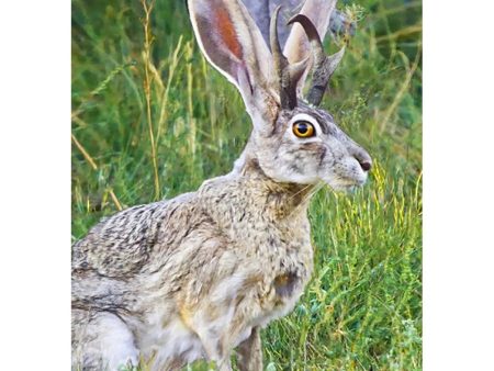 Jackalope - 3D Lenticular Postcard Greeting Card - NEW For Cheap